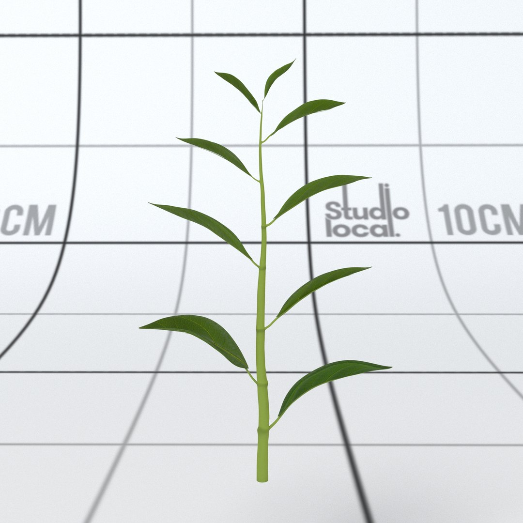 3D plant stalk leaves https://p.turbosquid.com/ts-thumb/Pn/alGJfp/CVum5PeH/topshoot02_front/jpg/1528407375/1920x1080/fit_q87/f54d9ad6da9c9bad43f5db52c50550dc8ddc7b3c/topshoot02_front.jpg