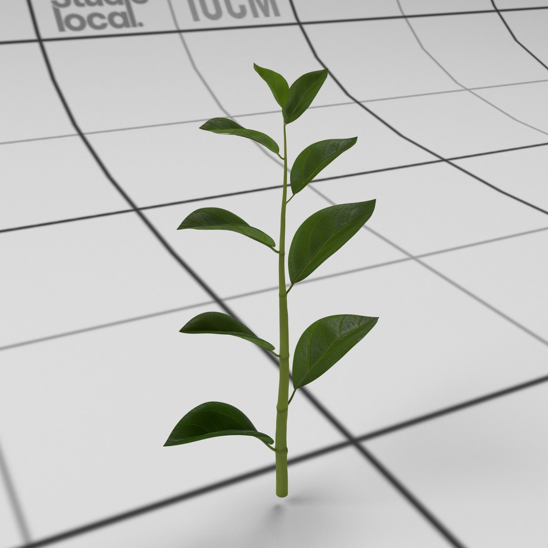 3D plant stalk leaves https://p.turbosquid.com/ts-thumb/Pn/alGJfp/MnRX0YcG/topshoot02_threequatersback/jpg/1528407376/1920x1080/fit_q87/eb3010d66947a84858939c4b738d5aac38f6e22d/topshoot02_threequatersback.jpg