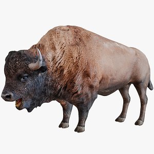Bison Wild Ox 3D