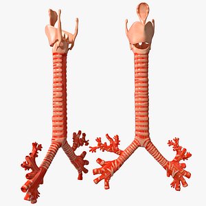 Trachea and Bronchi