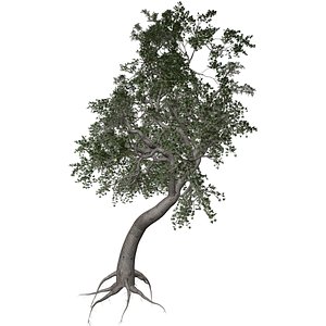 Japanese Maple Tree - 10 - 3D model