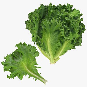 3D Frillice Iceberg Collection model