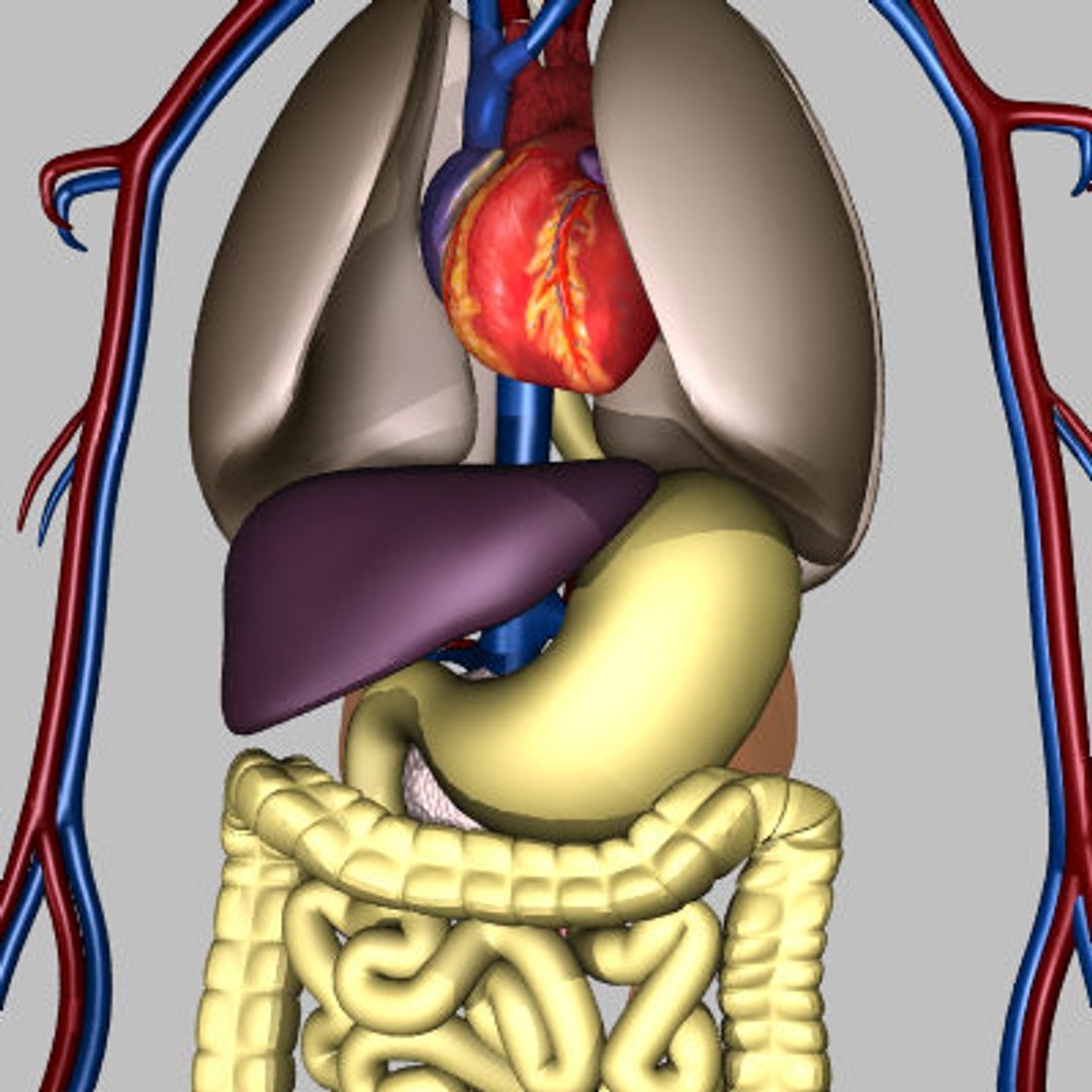 Human Lungs Intestine 3d Model