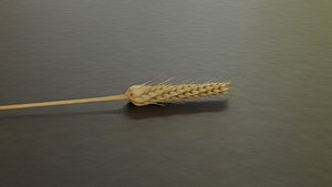 Ears of wheat Blender Geometry Node