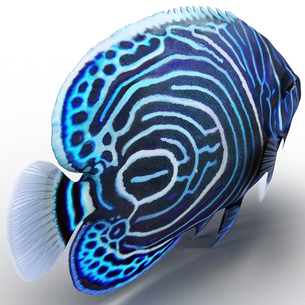 juvenile emperor angelfish rigged 3d model