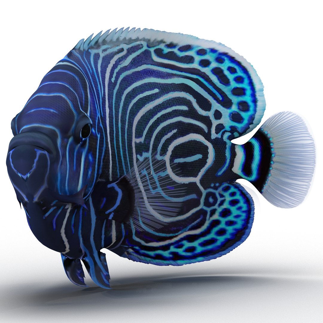 Juvenile Emperor Angelfish Rigged 3d Model