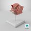 Female Reproductive System Anatomical Model Sagittal Section on Stand