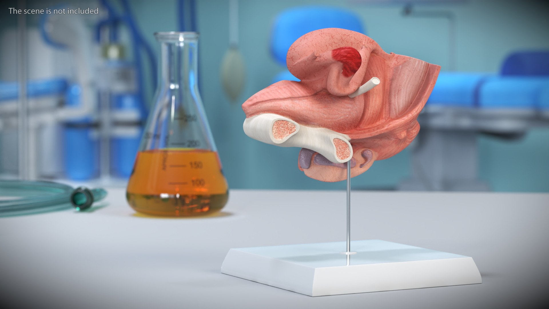 3D Female Reproductive System Anatomical Model Sagittal Section on Stand model https://p.turbosquid.com/ts-thumb/Po/6Sj2cI/1n/female_reproductive_system_anatomical_model_sagittal_section_on_stand_003/jpg/1756800016/1920x1080/fit_q87/afc6882372634465db888d8469166ce48f3bfd29/female_reproductive_system_anatomical_model_sagittal_section_on_stand_003.jpg