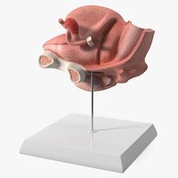 Female Reproductive System Anatomical Model Sagittal Section on Stand