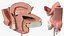 Female Reproductive System Anatomical Model Sagittal Section on Stand