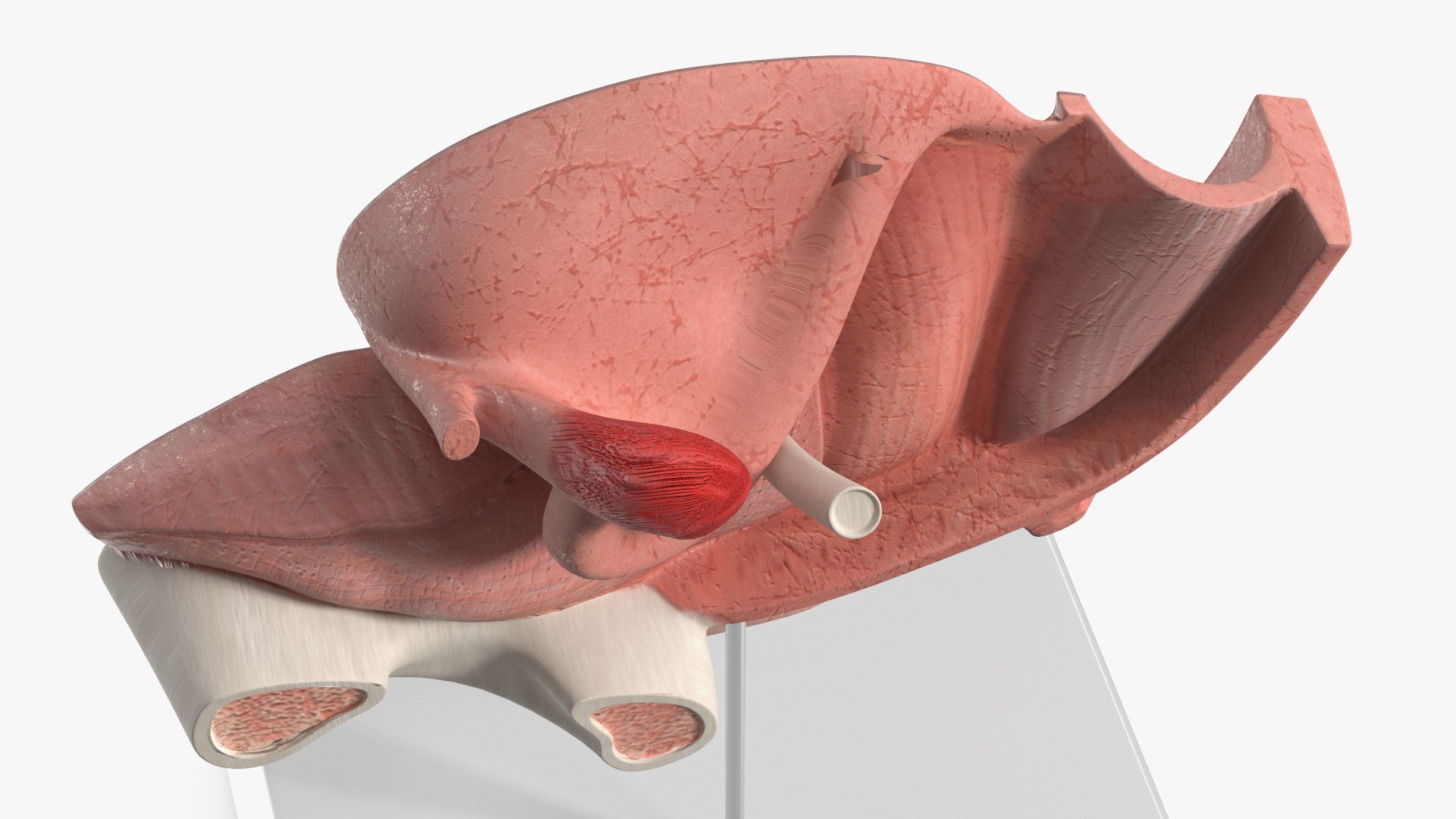 3D Female Reproductive System Anatomical Model Sagittal Section on Stand model https://p.turbosquid.com/ts-thumb/Po/6Sj2cI/Rq/female_reproductive_system_anatomical_model_sagittal_section_on_stand_006/jpg/1756800028/1920x1080/fit_q87/181585707bd77b696c5ed87ab7723a4f4026be17/female_reproductive_system_anatomical_model_sagittal_section_on_stand_006.jpg