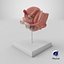 Female Reproductive System Anatomical Model Sagittal Section on Stand