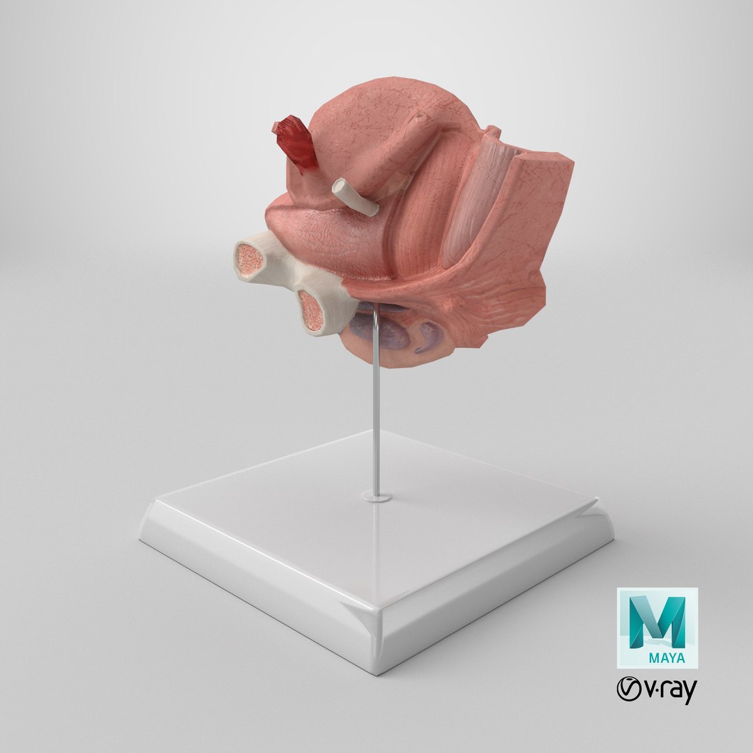3D Female Reproductive System Anatomical Model Sagittal Section on Stand model https://p.turbosquid.com/ts-thumb/Po/6Sj2cI/ji/stemcell_maya_vray_render/png/1756906122/1920x1080/fit_q87/b014fd2f307d052d2e1c761b992b09d91d85a2c4/stemcell_maya_vray_render.jpg