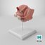 Female Reproductive System Anatomical Model Sagittal Section on Stand
