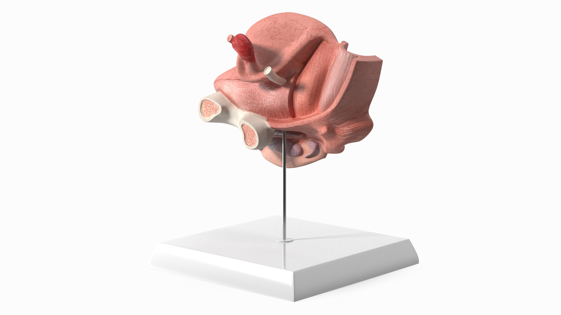 3D Female Reproductive System Anatomical Model Sagittal Section on Stand model https://p.turbosquid.com/ts-thumb/Po/6Sj2cI/r0/female_reproductive_system_anatomical_model_sagittal_section_on_stand_360/jpg/1756799941/1920x1080/turn_fit_q99/588f38195ae3d5a70f3cfce137b8be9e61204352/female_reproductive_system_anatomical_model_sagittal_section_on_stand_360-1.jpg