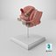 Female Reproductive System Anatomical Model Sagittal Section on Stand