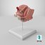 Female Reproductive System Anatomical Model Sagittal Section on Stand