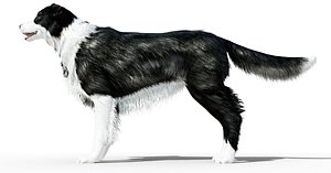Border Collie Dog Fur And Rigged