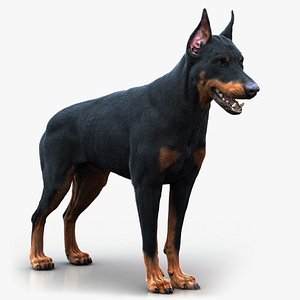 dobermann fur 3D model