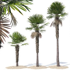 3D Trachycarpus fortunei palm tree
