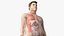 Anatomia Masculina Obesa Completa