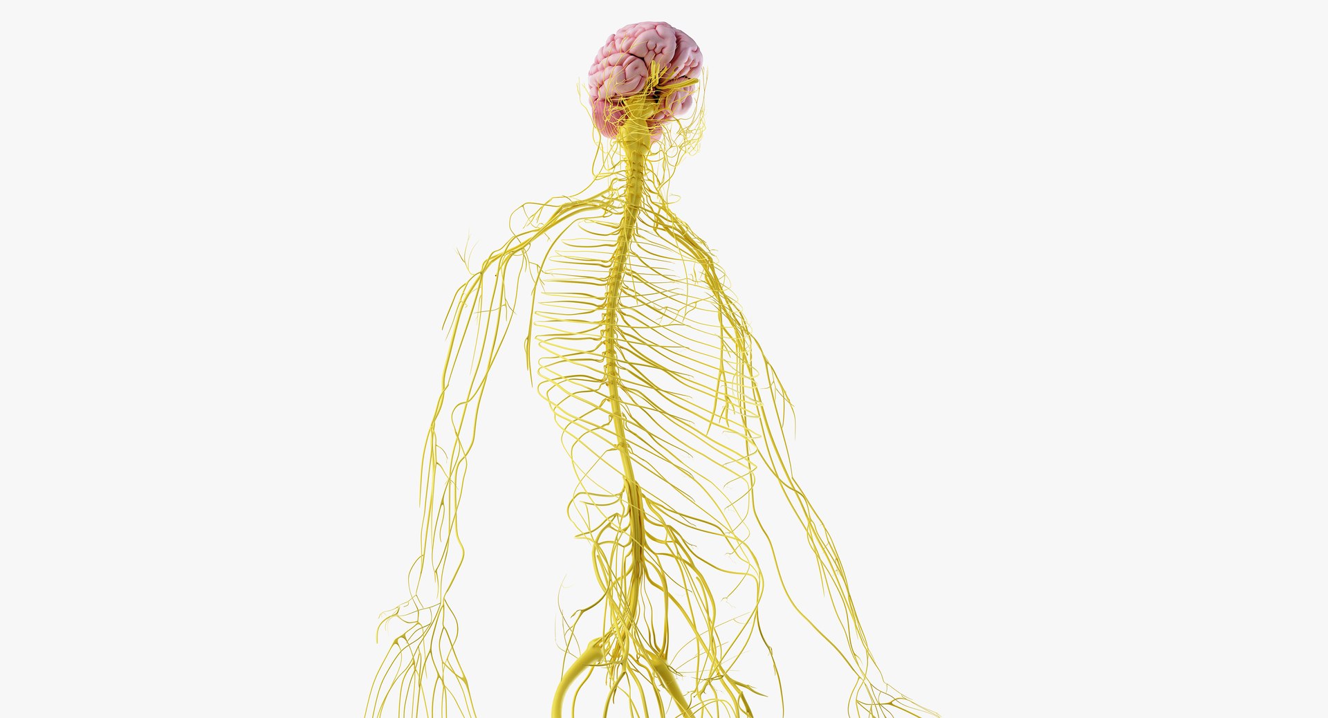 3D obese male anatomy model https://p.turbosquid.com/ts-thumb/Po/YPhGPK/7aaAuuaS/anatomy_nerves000/png/1581598456/1920x1080/fit_q87/58bc4d9716bc88b6a4efbd313dd7b285cd947808/anatomy_nerves000.jpg
