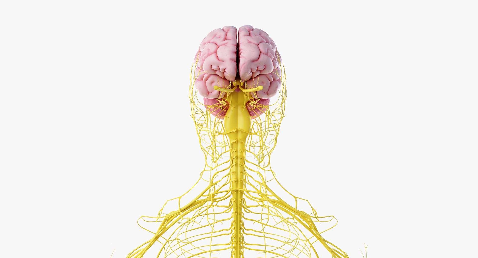 3D obese male anatomy model https://p.turbosquid.com/ts-thumb/Po/YPhGPK/8JkZMXwZ/anatomy_nerves03/png/1581598456/1920x1080/fit_q87/e92c2d096509ada26d2455c1379c14b4b98f9e64/anatomy_nerves03.jpg