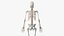 Anatomia Masculina Obesa Completa
