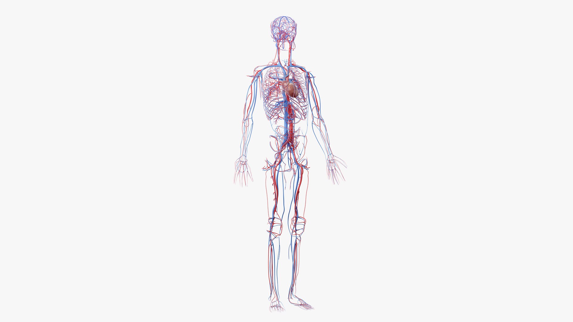 3D obese male anatomy model https://p.turbosquid.com/ts-thumb/Po/YPhGPK/Ctxbw067/anatomy_vasc_01/png/1581598496/1920x1080/fit_q87/73a224006fe60ceef7196df55c4b475504005acf/anatomy_vasc_01.jpg