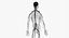 Anatomia Masculina Obesa Completa