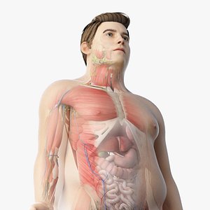 Full Obese Male Anatomy