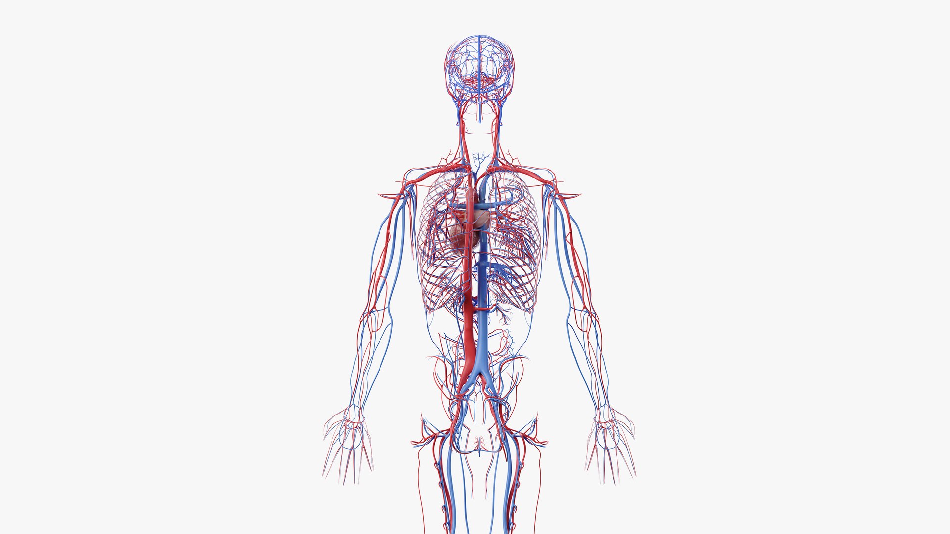 3D obese male anatomy model https://p.turbosquid.com/ts-thumb/Po/YPhGPK/P2Jhwqeo/anatomy_vasc_08/png/1581598497/1920x1080/fit_q87/9becfb7ac0f1fe9a3e4604379a3608535b706262/anatomy_vasc_08.jpg