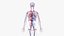 Anatomia Masculina Obesa Completa