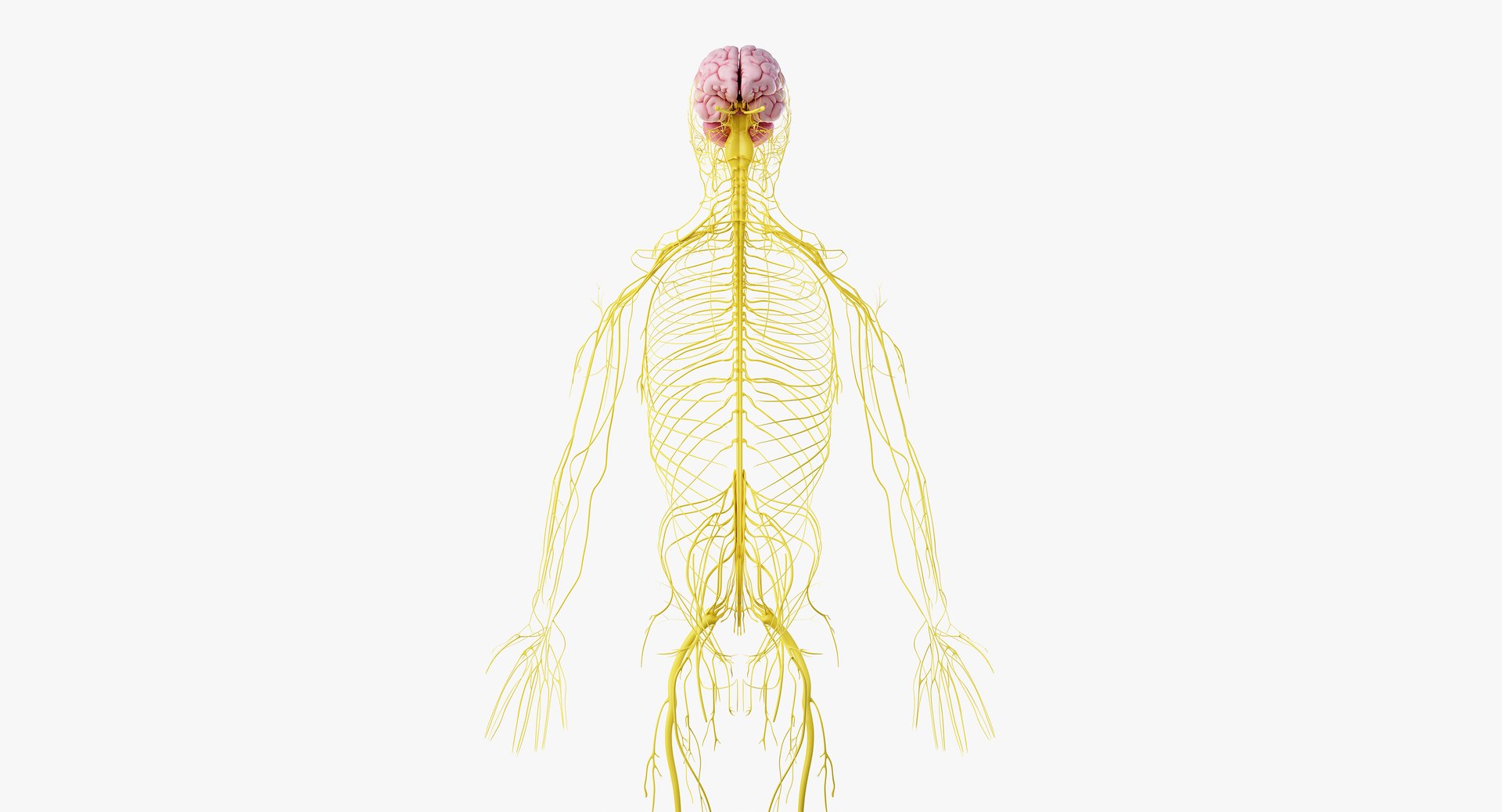 3D obese male anatomy model https://p.turbosquid.com/ts-thumb/Po/YPhGPK/U3shzg7b/anatomy_nerves02/png/1581598456/1920x1080/fit_q87/4c71295d1df389e327df3947cf73ba8b8c71af1e/anatomy_nerves02.jpg