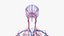 Anatomia Masculina Obesa Completa
