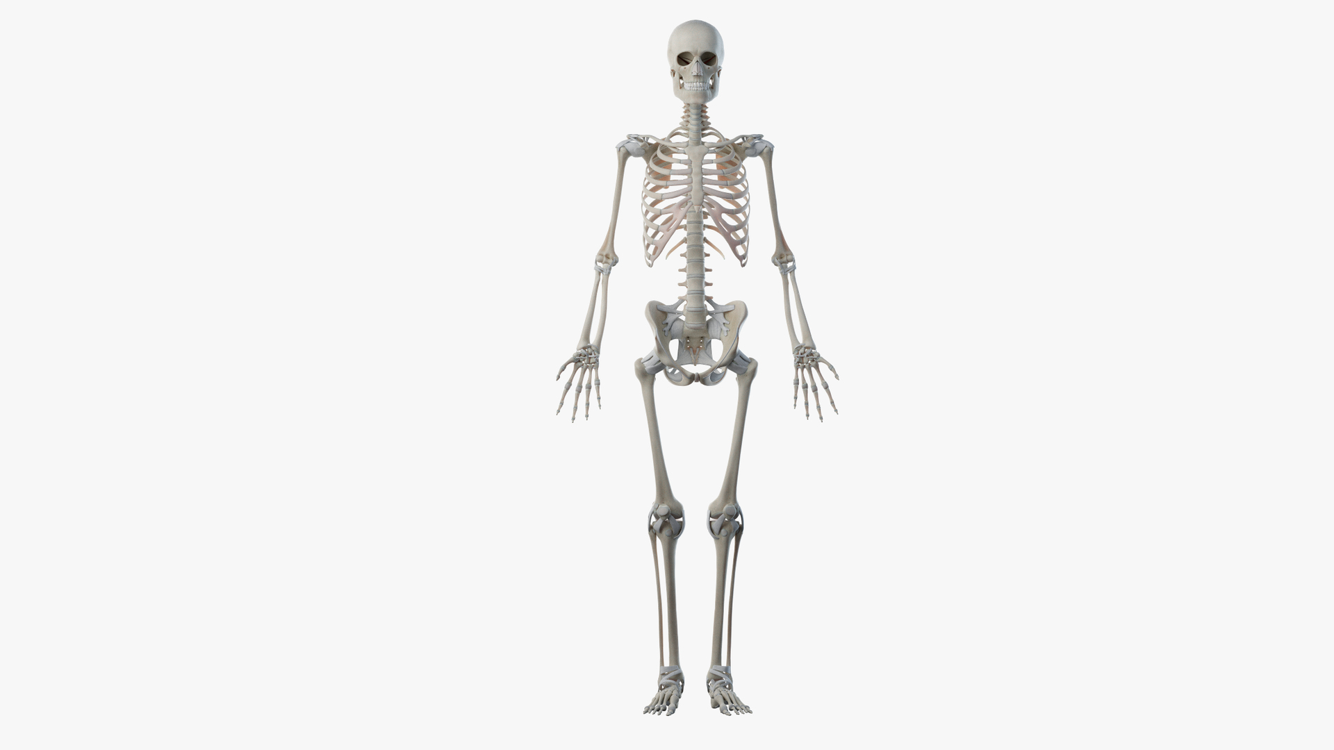 3D obese male anatomy model https://p.turbosquid.com/ts-thumb/Po/YPhGPK/brdvtWXy/turntable_anatomy_skeleton/png/1581596712/1920x1080/turn_fit_q99/2cf6407edc8929e12d798e9117597f912bab1398/turntable_anatomy_skeleton-1.jpg