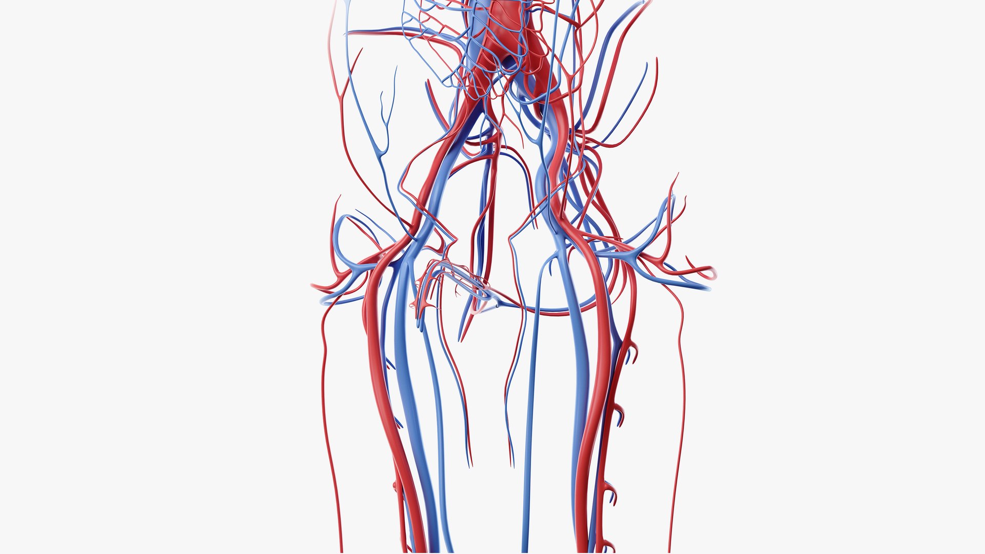 3D obese male anatomy model https://p.turbosquid.com/ts-thumb/Po/YPhGPK/gaTm3KG3/anatomy_vasc_11/png/1581598497/1920x1080/fit_q87/ab715b18ece1b9eda302b776fb7eb3fe2ef2bc02/anatomy_vasc_11.jpg