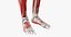 Anatomia Masculina Obesa Completa