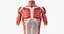 Anatomia Masculina Obesa Completa