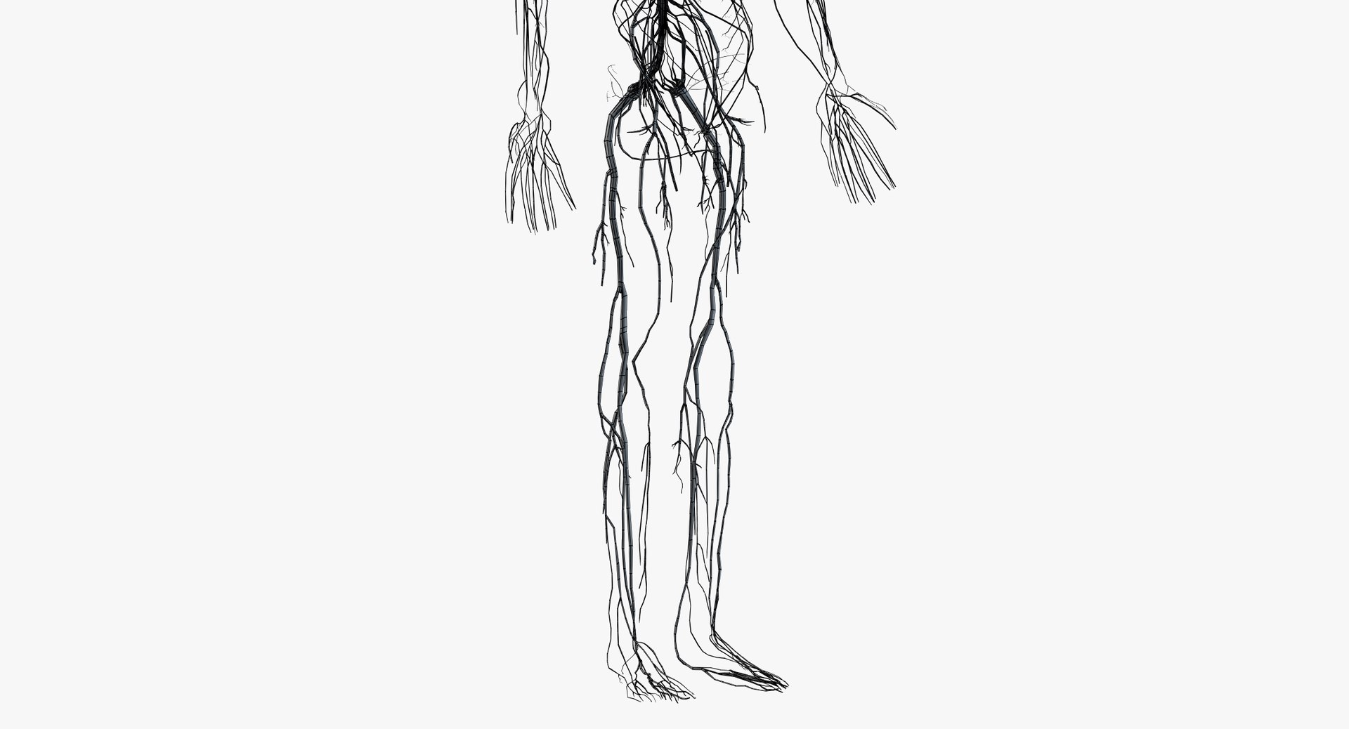 3D obese male anatomy model https://p.turbosquid.com/ts-thumb/Po/YPhGPK/nnsiRzxW/wire_all_nerves0003/png/1581598814/1920x1080/fit_q87/782c0eeeee4b51a8408c7392e3b7775fe64b76a9/wire_all_nerves0003.jpg