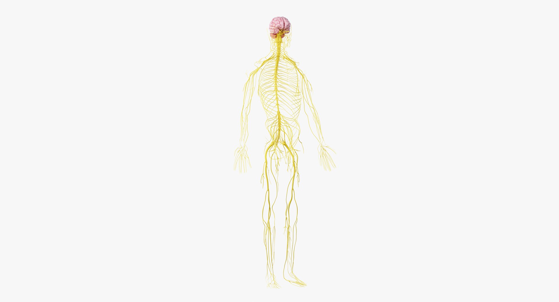 3D obese male anatomy model https://p.turbosquid.com/ts-thumb/Po/YPhGPK/pDT5jN26/anatomy_nerves01/png/1581598456/1920x1080/fit_q87/0f3b059b101b2b546c602bf8746aa5e3a64617c9/anatomy_nerves01.jpg