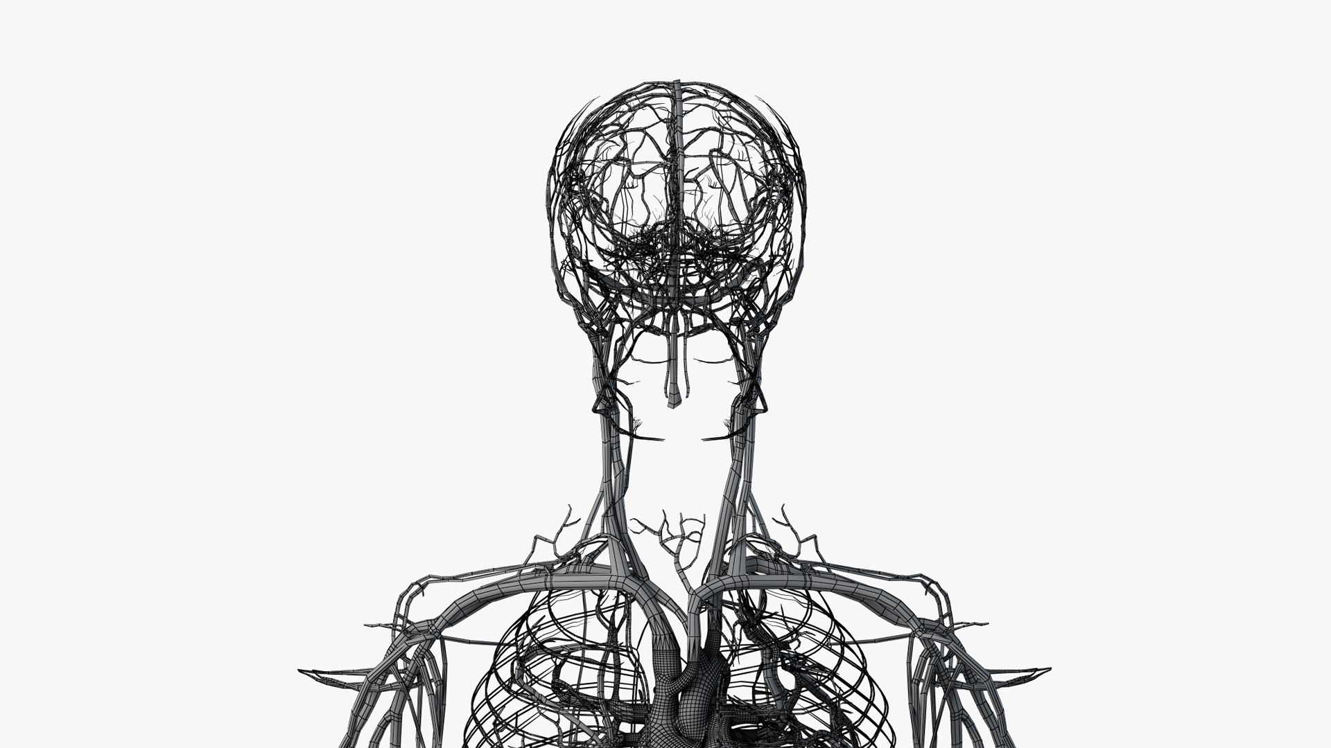 3D obese male anatomy model https://p.turbosquid.com/ts-thumb/Po/YPhGPK/qC1pqWoO/wire_all_vasc0000/png/1581598828/1920x1080/fit_q87/0a602b1989fcfb8dd67c9ee1de7b8f03286e4d4c/wire_all_vasc0000.jpg