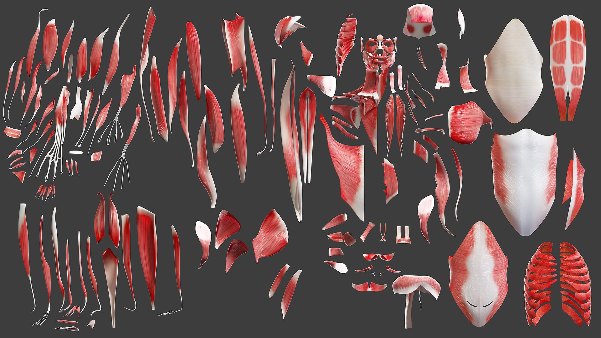 3D obese male anatomy model https://p.turbosquid.com/ts-thumb/Po/YPhGPK/qxz1wQPi/anatomy_muscles/jpg/1606751460/1920x1080/fit_q87/7b53ac4235e5d471a79248830695b619f0b76106/anatomy_muscles.jpg