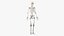 Anatomia Masculina Obesa Completa