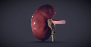Kidney Cross-section