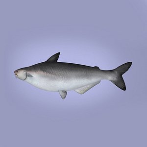 3d model catfish fish pangasiidae