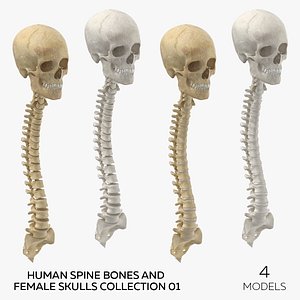 Human Spine Bones and Female Skulls Collection 01 - 4 models 3D