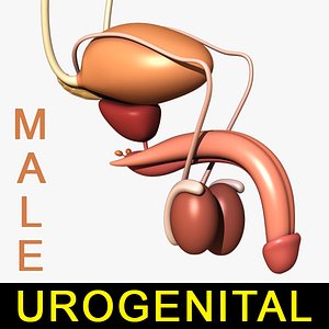 3d model urogenital male