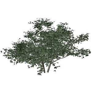 Kousa Dogwood Tree - 10 -