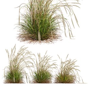 3D HQ Plants Calamagrostis Acutiflora Karl Foerster Version2